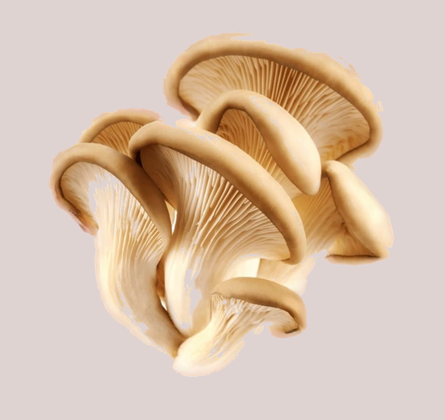 Image de champignon qui fait référence au cuir de champignon Mylo 