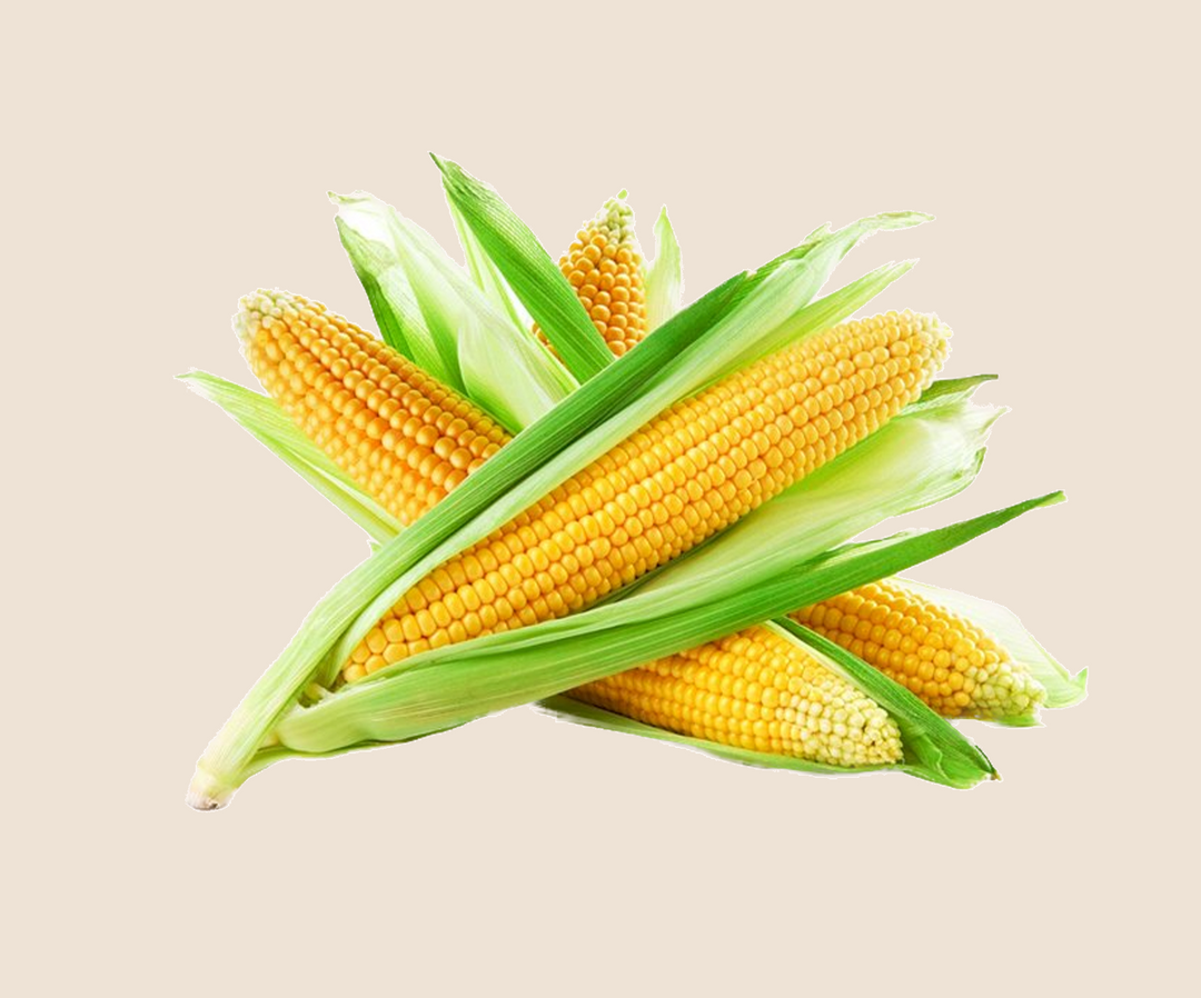 Image de maïs pour faire référence au cuir de céréales