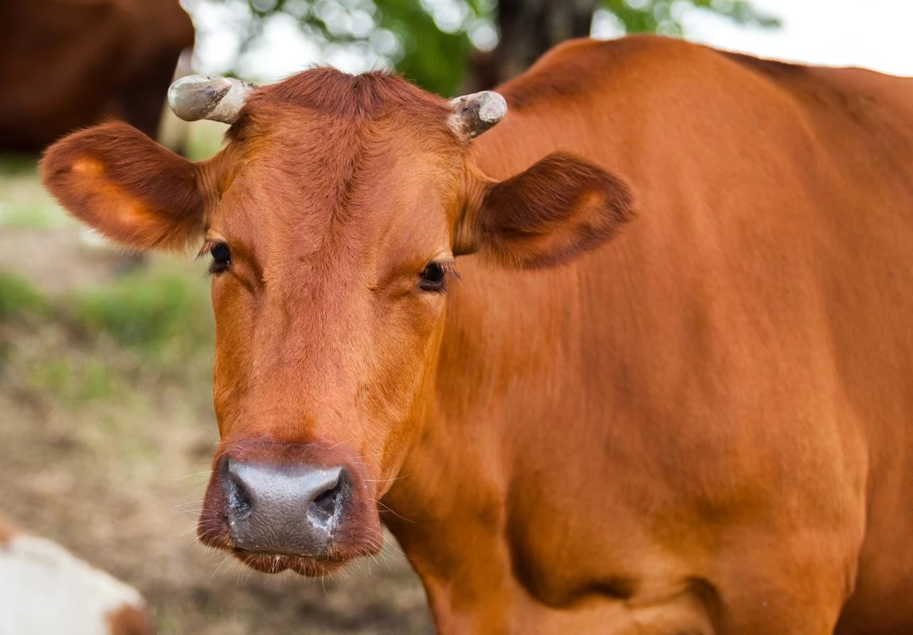 Image d'une vache